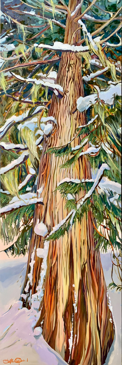 Snow on Giant Cedars